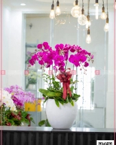 Tài Lộc - belovedbeyond.com