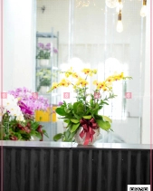 Xuân Như Ý - belovedbeyond.com