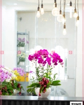 Phát Tài - belovedbeyond.com