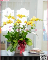 Như Ý - belovedbeyond.com