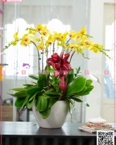 Công Thành - belovedbeyond.com