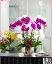 Đại Lộc - belovedbeyond.com