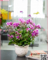 My Queen - belovedbeyond.com