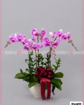 Hồ Điệp Hồng - belovedbeyond.com