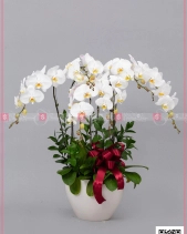Thanh Tao - belovedbeyond.com