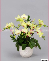 Xuân Về - belovedbeyond.com