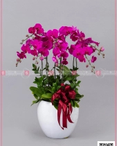 Xuân Về - belovedbeyond.com