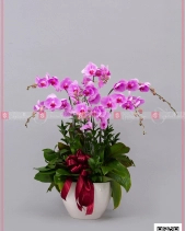 Đoàn Tụ - belovedbeyond.com