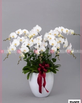 Phát Lộc - belovedbeyond.com