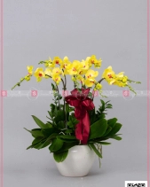 Phát Lộc - belovedbeyond.com