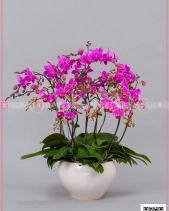 Đại Lộc - belovedbeyond.com