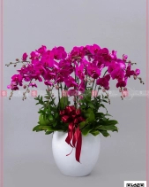 Phú Quí - belovedbeyond.com