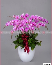 An Khang - belovedbeyond.com