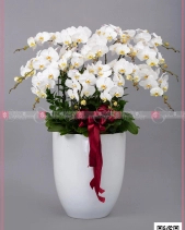 Khai Xuân - belovedbeyond.com