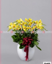 Phát Tài - belovedbeyond.com