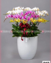 Tài Lộc - belovedbeyond.com