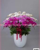 Đại Lộc - belovedbeyond.com