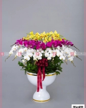 Hy Vọng - belovedbeyond.com