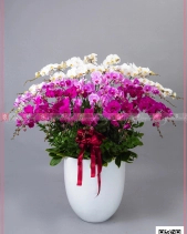 Trường Kỷ - belovedbeyond.com