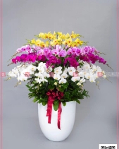 Xuân Như Ý - belovedbeyond.com