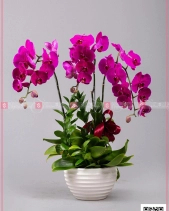 Hồ Điệp Cao Sang (03 Cành) - belovedbeyond.com