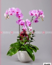 Hồ Điệp Cao Sang (03 Cành) - belovedbeyond.com