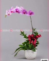 Hồ Điệp Cao Sang (01 Cành) - belovedbeyond.com