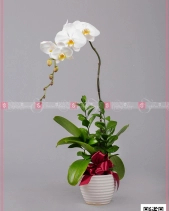 Hồ Điệp Cao Sang (01 Cành) - belovedbeyond.com