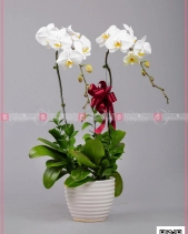 Thanh Tao (02 Cành) - belovedbeyond.com