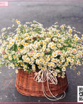 Sunshine - belovedbeyond.com