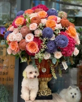 Toả Nắng - belovedbeyond.com