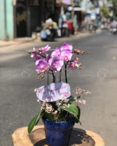 Hoa Bó - belovedbeyond.com