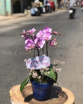 Hoa Bó - belovedbeyond.com