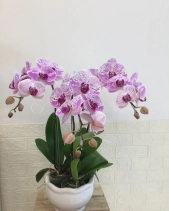 Vĩnh Cửu - belovedbeyond.com