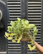 Trầu Bà Sữa Thủy Sinh - belovedbeyond.com