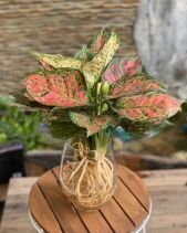 Vạn Lộc Thủy Sinh - belovedbeyond.com