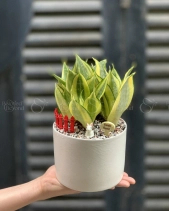 Lưỡi Hổ - belovedbeyond.com