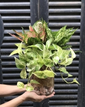 Ngọc Ngân, Vạn Lộc, Trầu Bà Thái Sữa Thủy Sinh - belovedbeyond.com