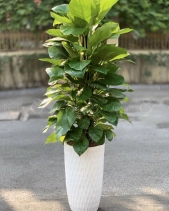 Trầu Bà Cột [Golden Pothos] - belovedbeyond.com