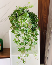 Thường Xuân - belovedbeyond.com