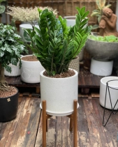 Kim Tiền Kèm Đôn Gỗ - belovedbeyond.com