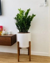 Kim Tiền Kèm Đôn Gỗ - belovedbeyond.com