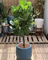 Bàng Singapore Kèm Chậu [Fiddle Leaf Fig Tree] - belovedbeyond.com