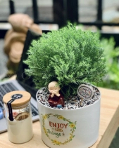 Tùng Bồng Lai Mini - belovedbeyond.com