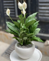 Lan Ý - belovedbeyond.com