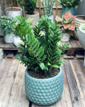 Kim Tiền Chậu Kim Cương - belovedbeyond.com