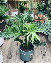 Trầu Bà Thanh Xuân T32 - belovedbeyond.com