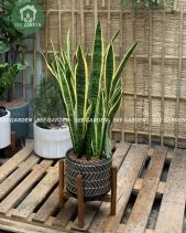 Lưỡi Hổ Chậu Mỹ Thuật - belovedbeyond.com