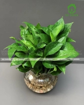 Tươi Mới - belovedbeyond.com