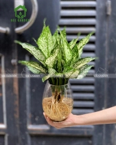 Ngọc Ngân Thủy Sinh - belovedbeyond.com